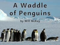A_Waddle_of_Penguins